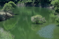 ダム湖の木