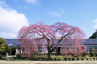 【おだやかに・・・春】 杵原学校の桜