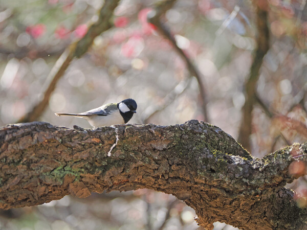 春の日差し