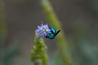 青色の蜂