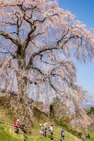 【花のある風景】石塚桜