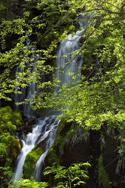 『動』新緑の滝