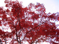 満天の紅葉【楓】