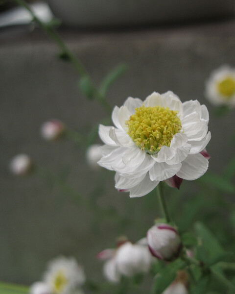 和紙の白持つ小さな花