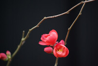 Flowering quince