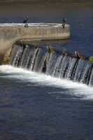 河鵜だと思います