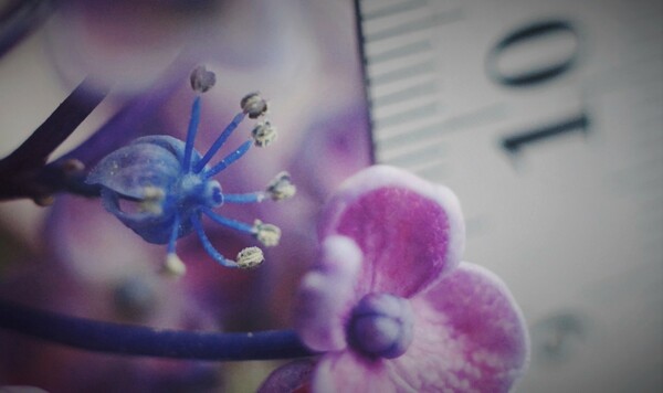 紫陽花をマクロで