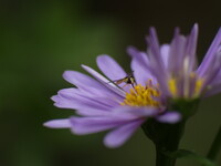 オールドレンズで接写