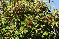 秋の実 鈴生り（その１）クロガネモチ