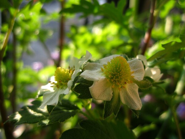 庭のイチゴの花