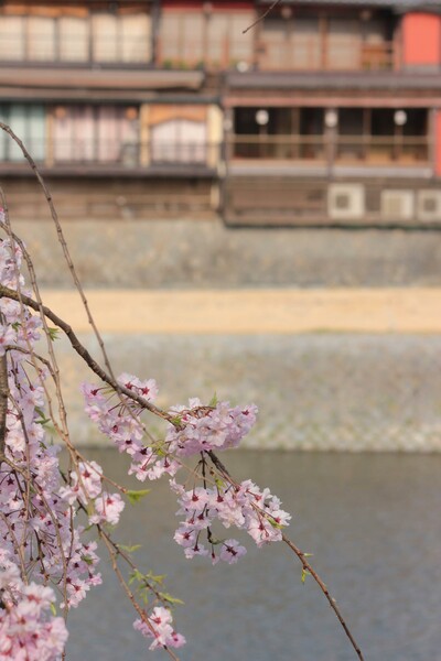 鴨川の枝垂れ桜