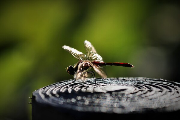秋の虫（その１）アキアカネ