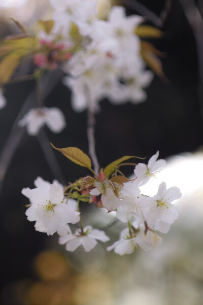 SD10で桜の写真を