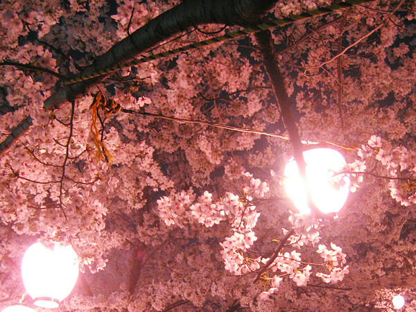 【植】夜桜舞台裏