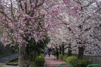 桜の小径