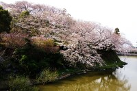 haru【Takumaniar055】さん、清水の桜ー2、です。