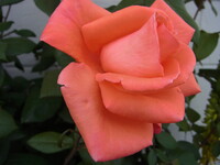 床屋さんの玄関のバラの花　４