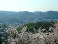 桜の競演