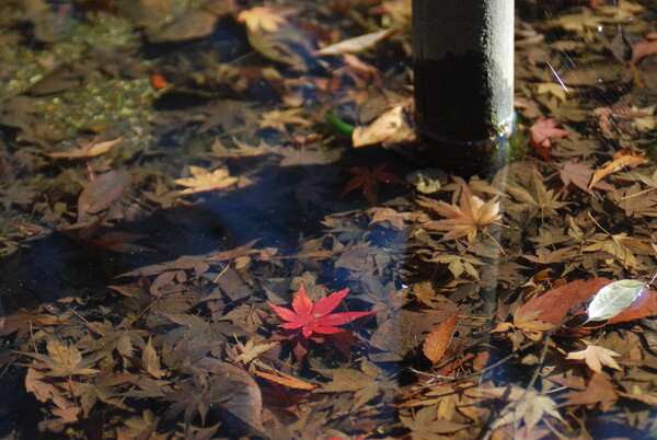 秋の名残の水中華