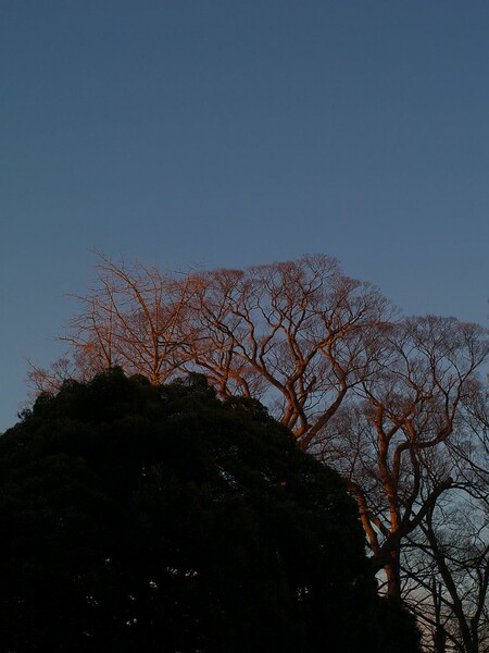 夕方の木々