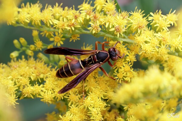Paper Wasp (Poliste Fuscatus)