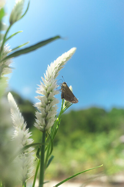 花蜜を頂戴