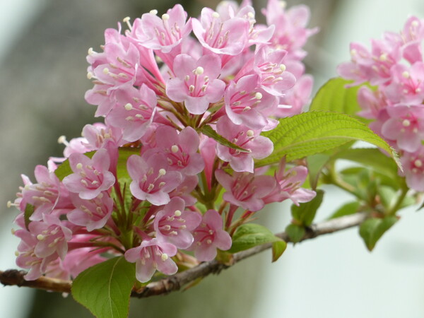 桜の一種かな？