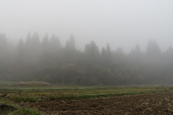 霧の朝Ⅳ