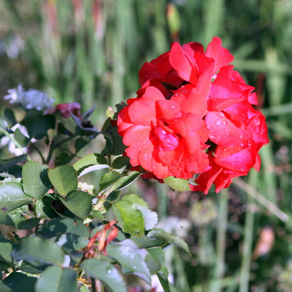 畑に咲く赤いバラ