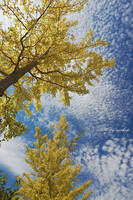 黄葉と秋の雲