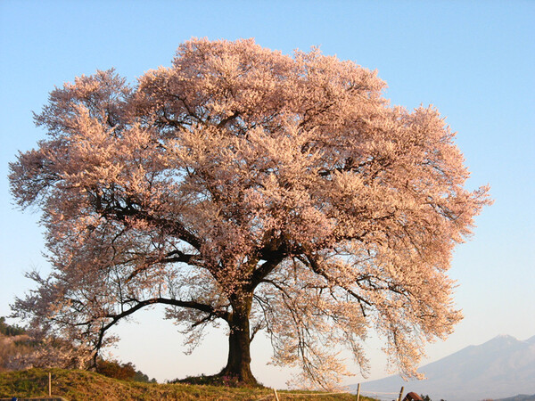 わに塚の桜　2008