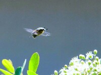 ハナムグリの飛翔　B