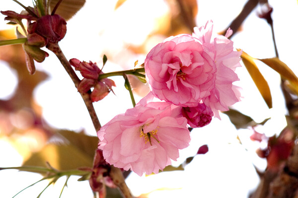 桜、開花宣言