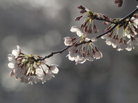 地元の桜