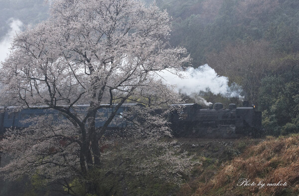 大荒れの桜列車