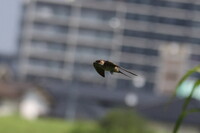 コシアカツバメの夏