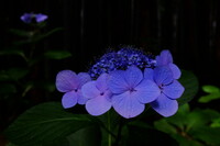 里山の紫陽花はまだ元気