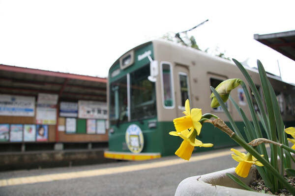 【花】電車