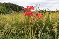 稲と競う？ 稲を愛でる？