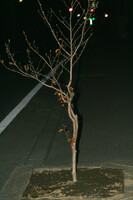 【街】植えたての街路樹
