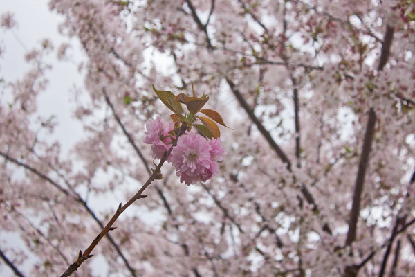 桜交代の朝