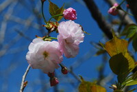 八重桜