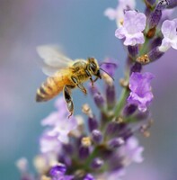 【自然】　はたらきバチ