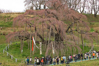 2012 4/21 三春瀧桜