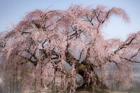 【花のある風景】舞台桜