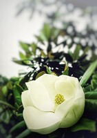 純白の息吹