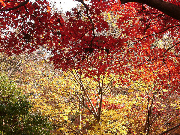 ◆紅葉スケッチ-54 神代植物公園⑭