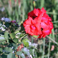 畑に咲く赤いバラ