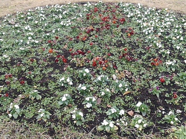 円形パンジー花壇～赤と白