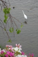 鴨川の花鳥（２）